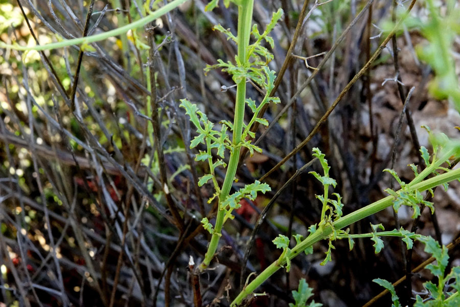 Scrophularia canina ssp. bicolor?